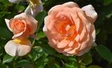 KORsternfue rose photo