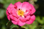FRIaboutu rose photo