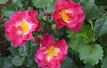 FRIaboutu rose photo