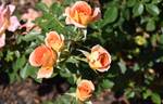 WALjoy rose photo