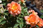 WALjoy rose photo