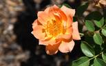WALjoy rose photo