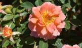 WALjoy rose photo