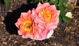 WALjoy rose photo