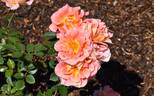 WALjoy rose photo