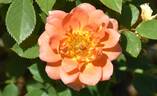 WALjoy rose photo