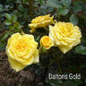 Daltons Gold rose photo