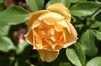 BAR 6564 rose photo