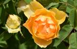 BAR 6564 rose photo