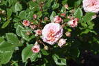 Love Affair rose photo