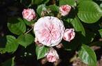 Love Affair rose photo
