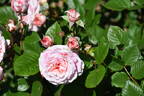 KORaugneru rose photo