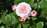 KORaugneru rose photo