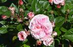 KORaugneru rose photo