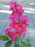 Abigail Rose rose photo