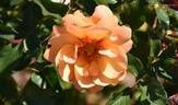 VISpersun rose photo