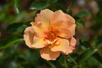 VISpersun rose photo