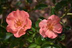 VISpersun rose photo