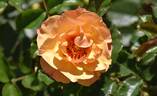 VISpersun rose photo
