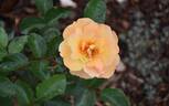 VISpersun rose photo