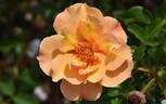 VISpersun rose photo
