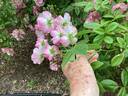 Apple Blossom rose photo