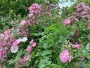 Apple Blossom rose photo