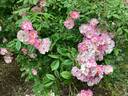 Apple Blossom rose photo