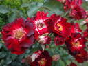 Biddulph Grange rose photo