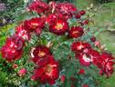 Biddulph Grange rose photo