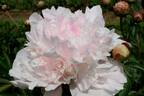 Alfred de Musset peony photo