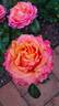 Cherry Brandy ® rose photo