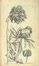 Paeonia officinalis albicans peony photo