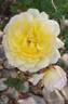 Moonsprite rose photo