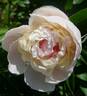 Ābeļzieds peony photo