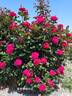 Summer Sangria rose photo