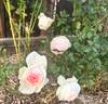 Classic Woman ™ rose photo