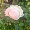 Classic Woman ™ rose photo