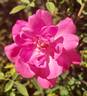 R. rouletii rose photo