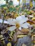 Medeo rose photo
