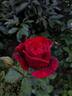 Chrysler Imperial rose photo