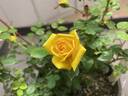 13-1 rose photo
