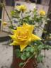 13-1 rose photo