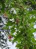 Advent Bells clematis photo