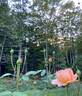 Carding Mill ™ rose photo