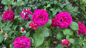 Celestial Night ™ rose photo