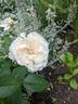 Sombreuil rose photo