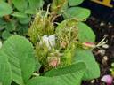 Quatre Saisons Blanc Mousseux rose photo