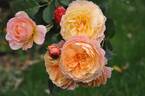 André Turcat rose photo