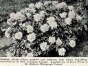 Madame Ducel peony photo